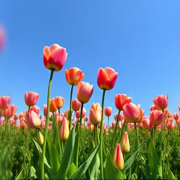 Tulips International-tulipsdata123-AI-singing